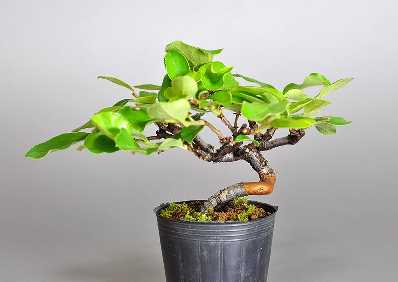 ミニ盆栽・カリン-G2-1（かりん・花梨）実もの盆栽を裏側から見た景色・Chaenomeles sinensis bonsai