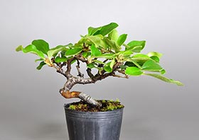 ガマズミ-J1（がまずみ・金華山莢迷）実もの盆栽の成長記録-1・Viburnum dilatatum bonsai