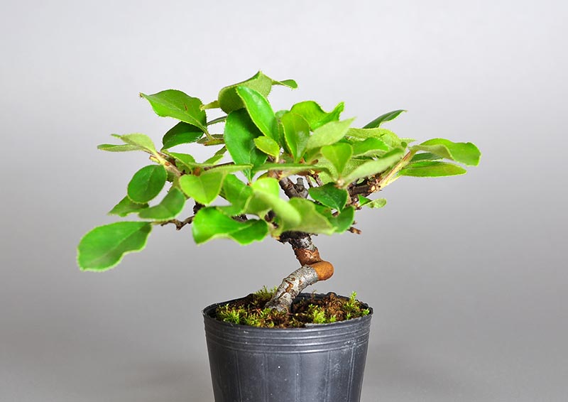 ミニ盆栽・カリン-G2-1（かりん・花梨）実もの盆栽を右側から見た景色・Chaenomeles sinensis bonsai