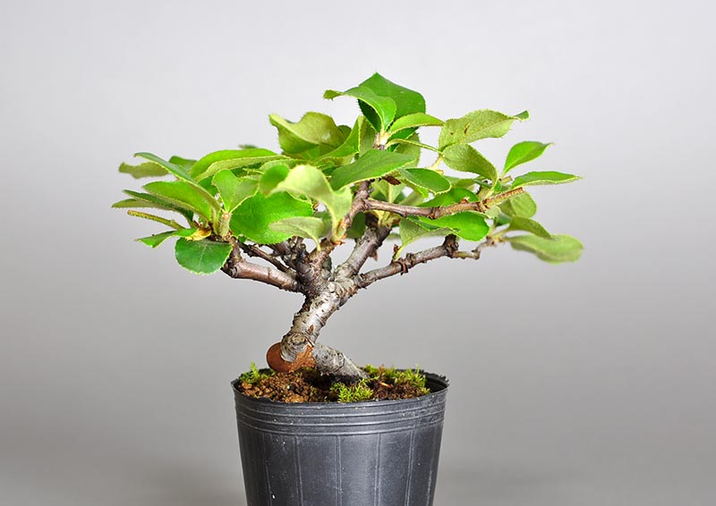 ミニ盆栽・カリン-G2-1（かりん・花梨）実もの盆栽を左側から見た景色・Chaenomeles sinensis bonsai