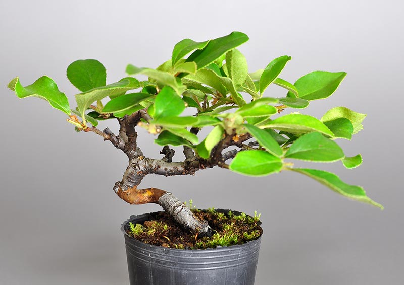 ミニ盆栽・カリン-G2-1（かりん・花梨）実もの盆栽を別側から見た景色・Chaenomeles sinensis bonsai