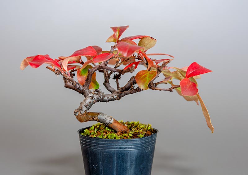 カリン-G2（かりん・花梨）実もの盆栽の販売と育て方・作り方・Chaenomeles sinensis bonsai