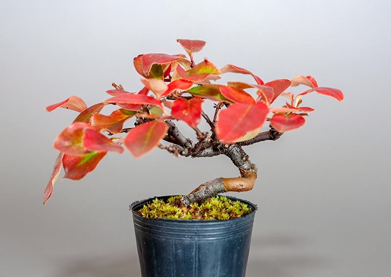 ミニ盆栽・カリン-G2（かりん・花梨）実もの盆栽を裏側から見た景色・Chaenomeles sinensis bonsai