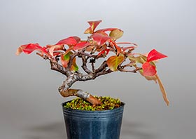 カリン-G2（花梨盆栽）Chaenomeles sinensis bonsaiの販売・通販店｜Bonsai trees Shop
