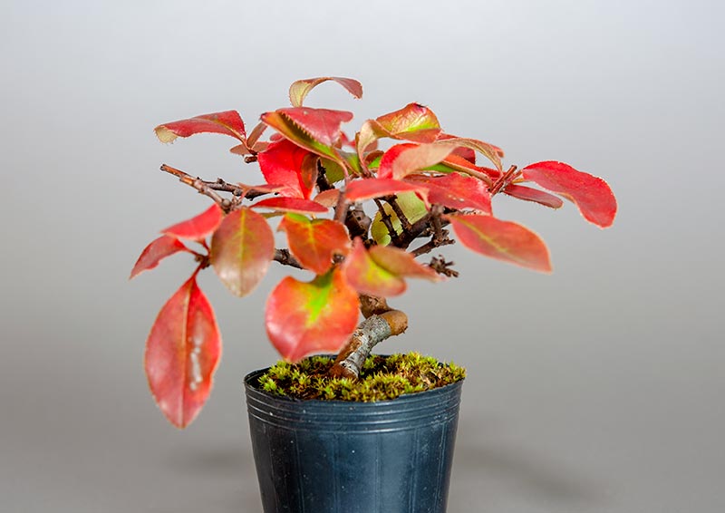 ミニ盆栽・カリン-G2（かりん・花梨）実もの盆栽を右側から見た景色・Chaenomeles sinensis bonsai