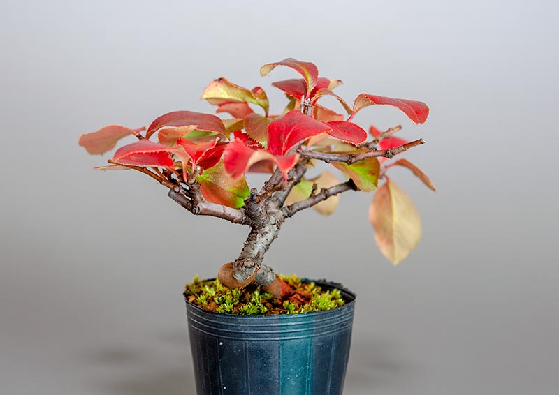 ミニ盆栽・カリン-G2（かりん・花梨）実もの盆栽を左側から見た景色・Chaenomeles sinensis bonsai