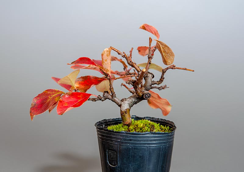 カリン-H2（かりん・花梨）実もの盆栽を裏側から見た景色・Chaenomeles sinensis bonsai