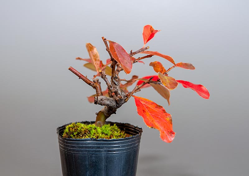 カリン-H2（かりん・花梨）実もの盆栽を右側から見た景色・Chaenomeles sinensis bonsai