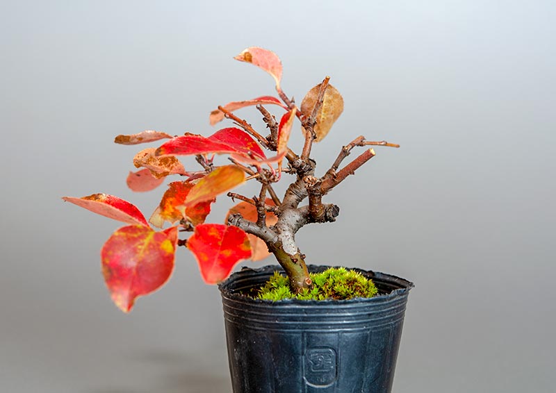 カリン-H2（かりん・花梨）実もの盆栽を左側から見た景色・Chaenomeles sinensis bonsai