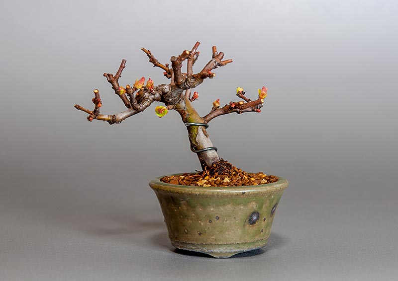 ミニ盆栽・カリン-I2（かりん・花梨）実もの盆栽の販売と育て方・作り方・Chaenomeles sinensis bonsai