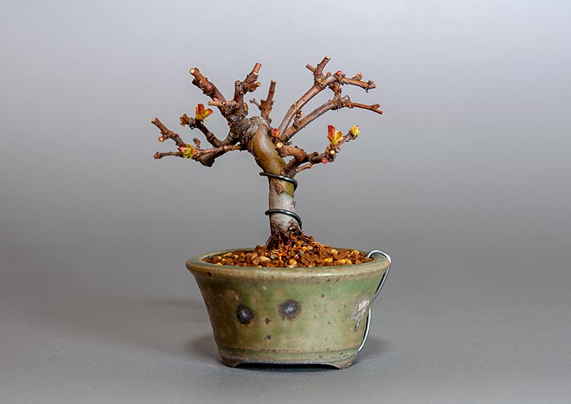 ミニ盆栽・カリン-I2（かりん・花梨）実もの盆栽を右側から見た景色・Chaenomeles sinensis bonsai