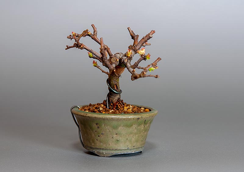 ミニ盆栽・カリン-I2（かりん・花梨）実もの盆栽を左側から見た景色・Chaenomeles sinensis bonsai