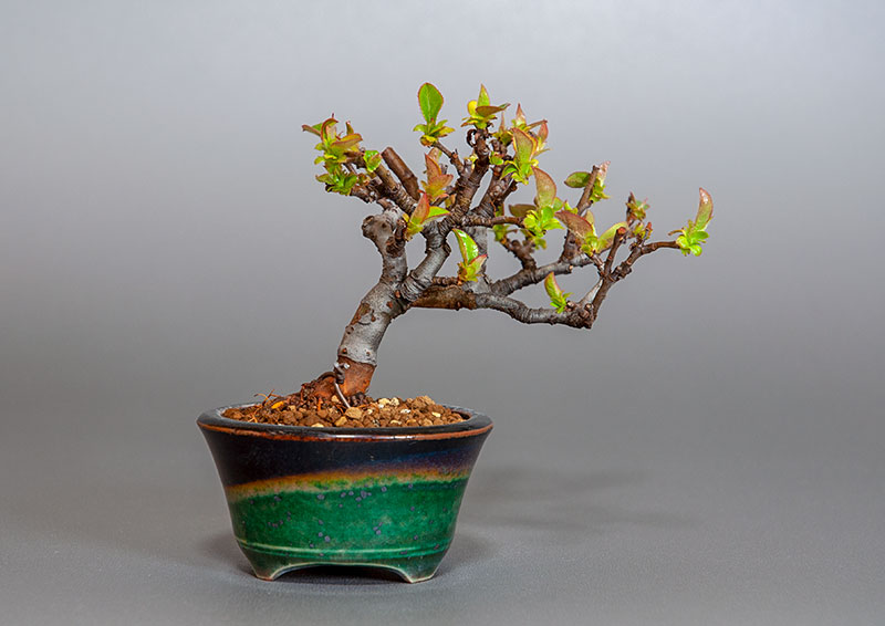 ミニ盆栽・カリン-J2（かりん・花梨）実もの盆栽を裏側から見た景色・Chaenomeles sinensis bonsai