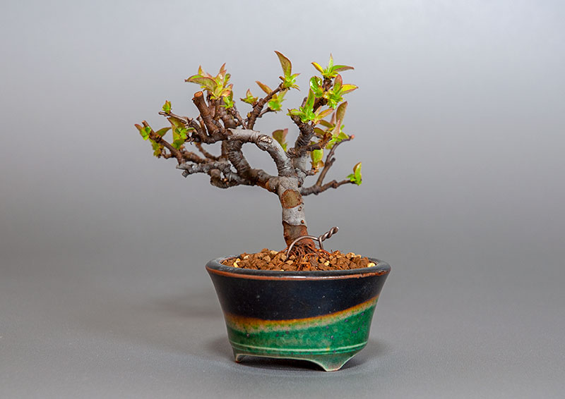 ミニ盆栽・カリン-J2（かりん・花梨）実もの盆栽を右側から見た景色・Chaenomeles sinensis bonsai