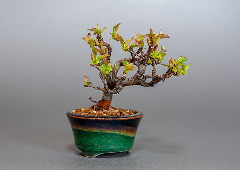 ミニ盆栽・カリン-J2（かりん・花梨）実もの盆栽を左側から見た景色・Chaenomeles sinensis bonsai