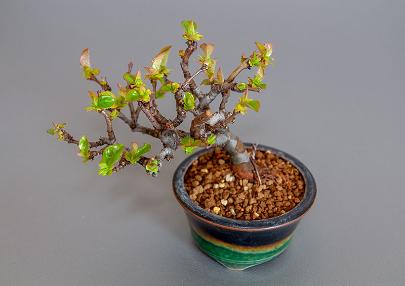 ミニ盆栽・カリン-J2（かりん・花梨）実もの盆栽を別側から見た景色・Chaenomeles sinensis bonsai