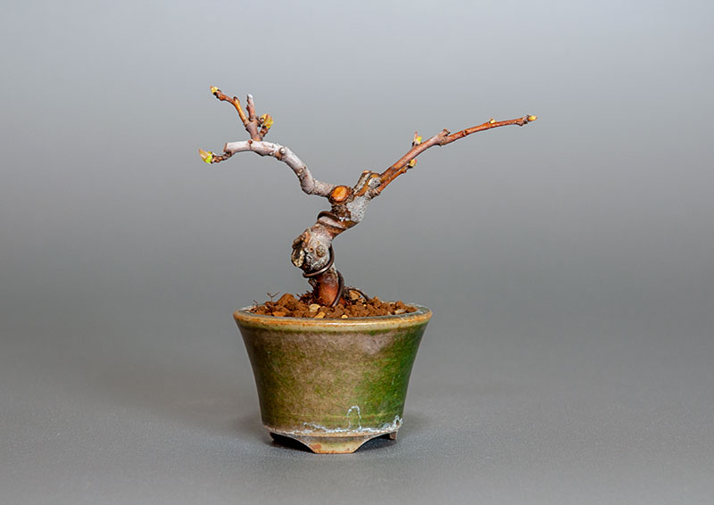 カリン-K2（かりん・花梨）実もの盆栽の販売と育て方・作り方・Chaenomeles sinensis bonsai