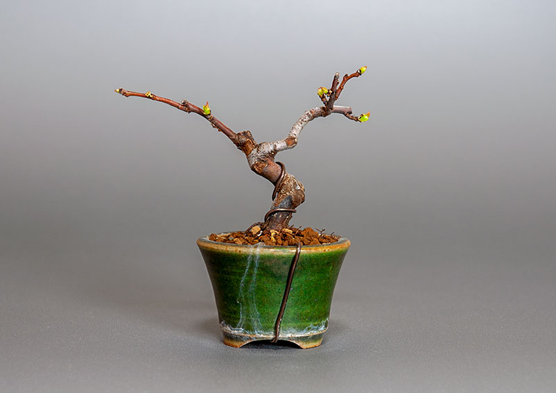 カリン-K2（かりん・花梨）実もの盆栽を裏側から見た景色・Chaenomeles sinensis bonsai