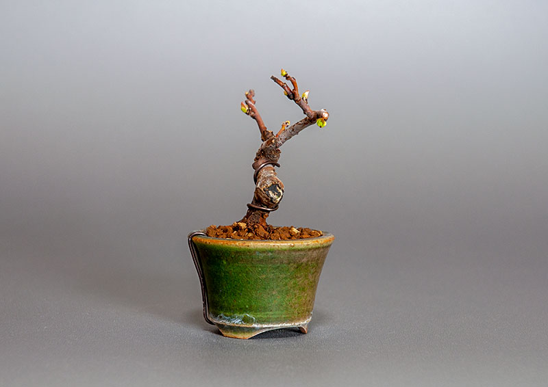 カリン-K2（かりん・花梨）実もの盆栽を左側から見た景色・Chaenomeles sinensis bonsai