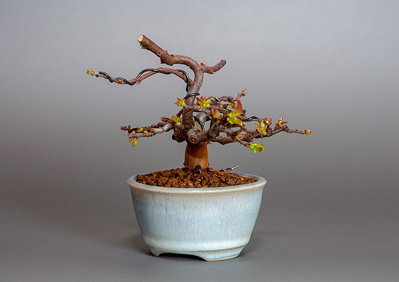 カリン-L2（かりん・花梨）実もの盆栽を右側から見た景色・Chaenomeles sinensis bonsai