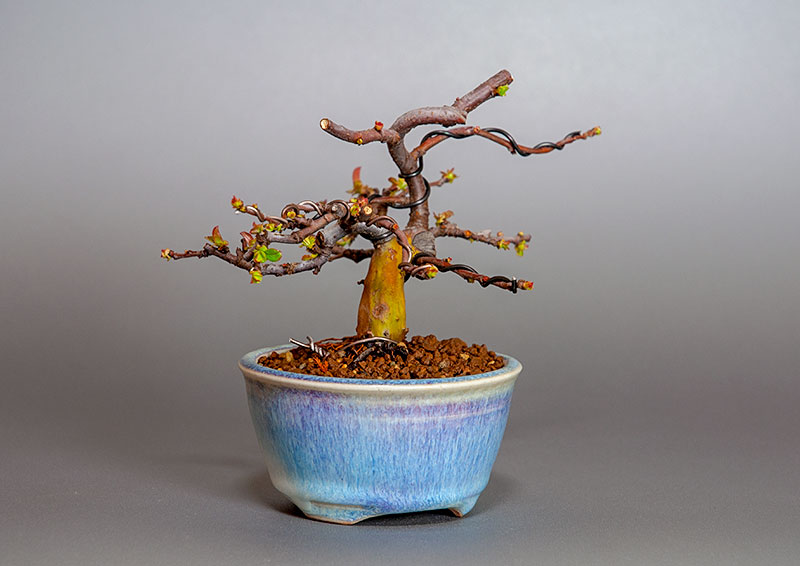 カリン-L2（かりん・花梨）実もの盆栽を左側から見た景色・Chaenomeles sinensis bonsai