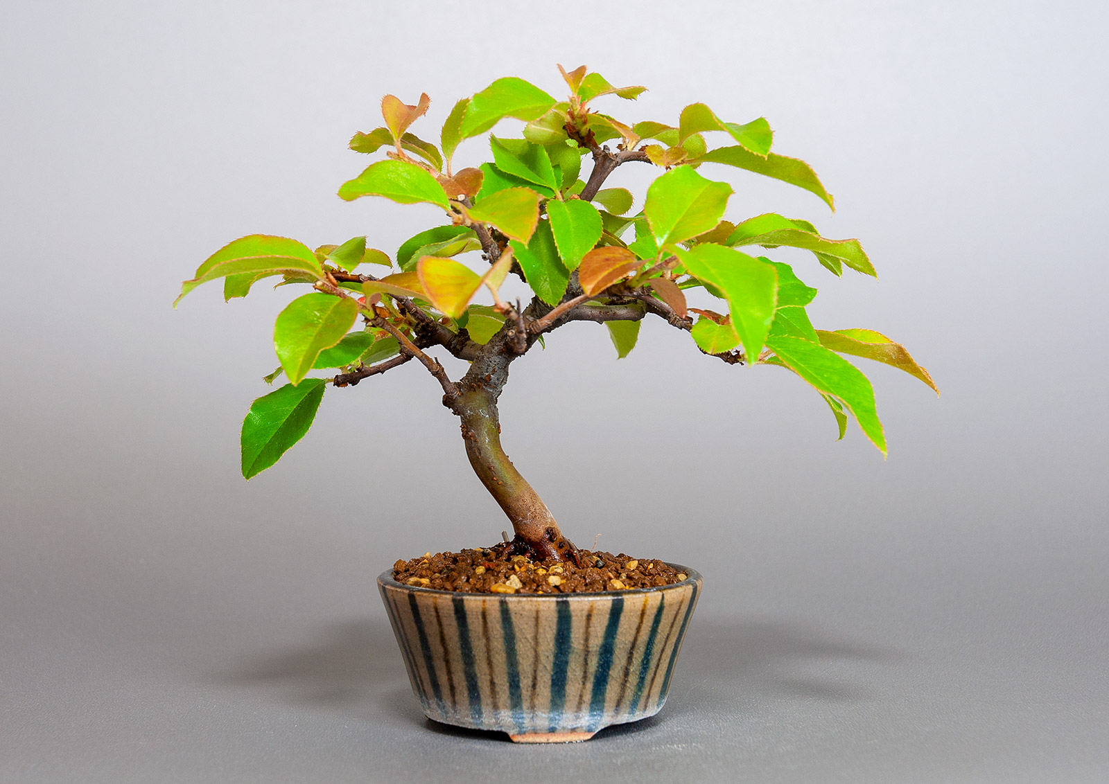カリン-M2（かりん・花梨）実もの盆栽の販売と育て方・作り方・Chaenomeles sinensis bonsai