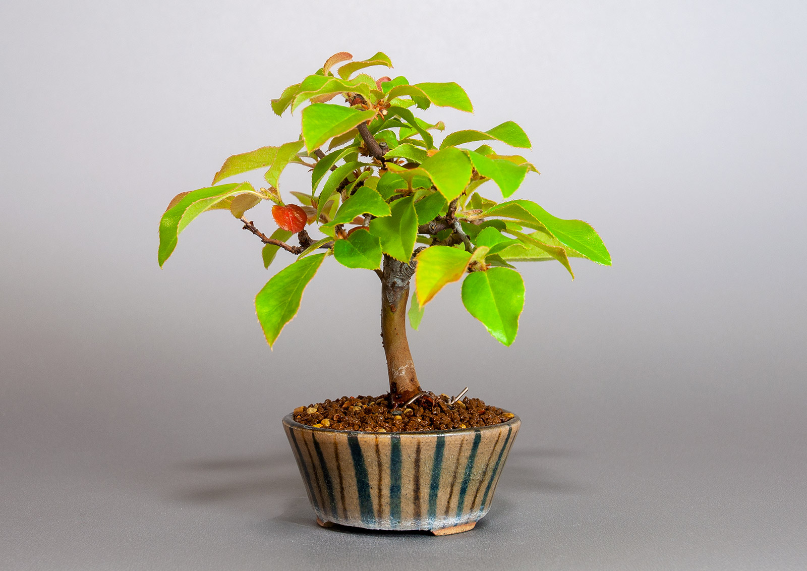 カリン-M2（かりん・花梨）実もの盆栽を右側から見た景色・Chaenomeles sinensis bonsai