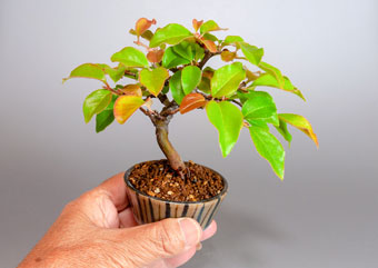 カリン-M2（かりん・花梨）盆栽の樹作りの参考樹形・Chaenomeles sinensis Best bonsai