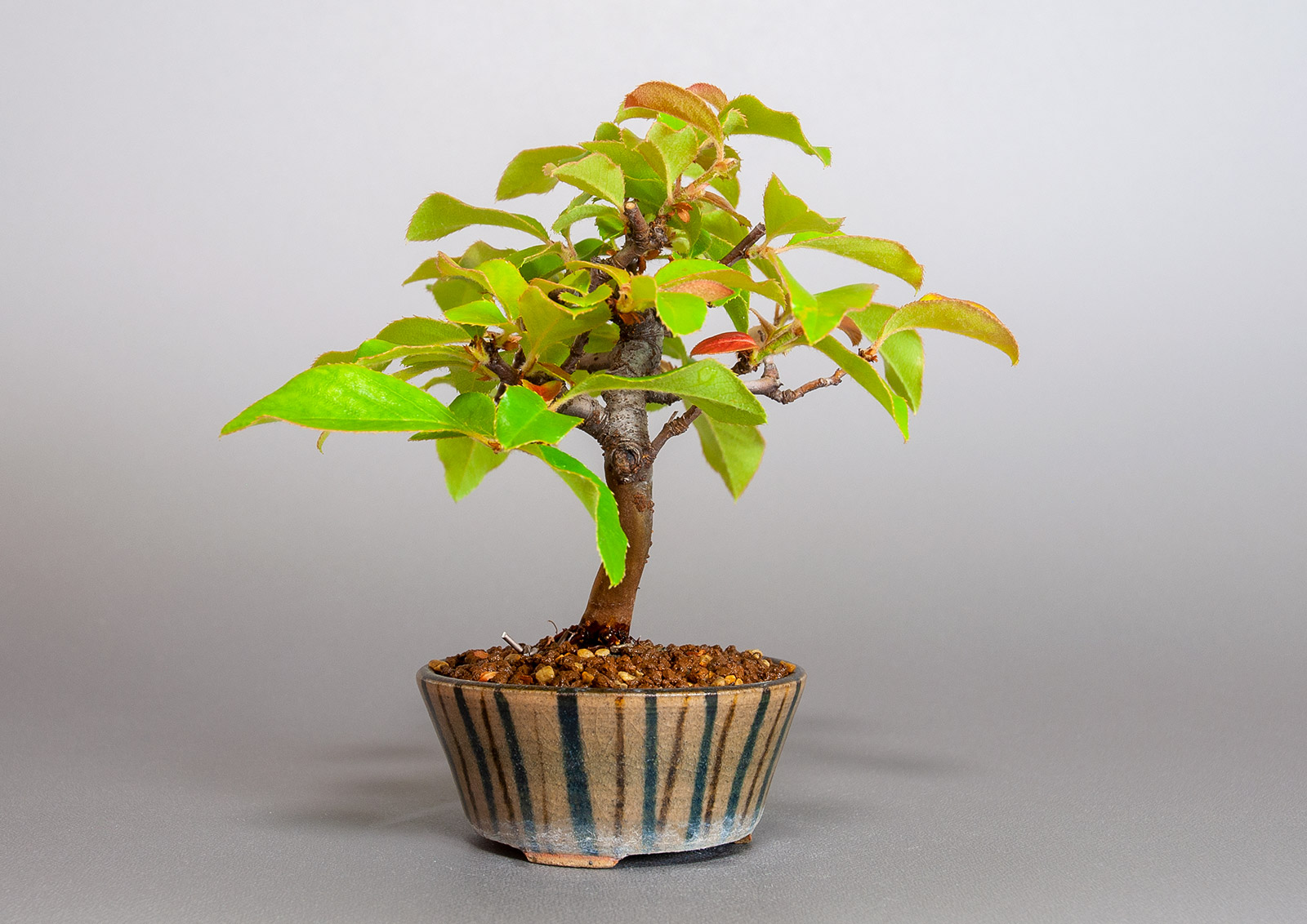 カリン-M2（かりん・花梨）実もの盆栽を左側から見た景色・Chaenomeles sinensis bonsai