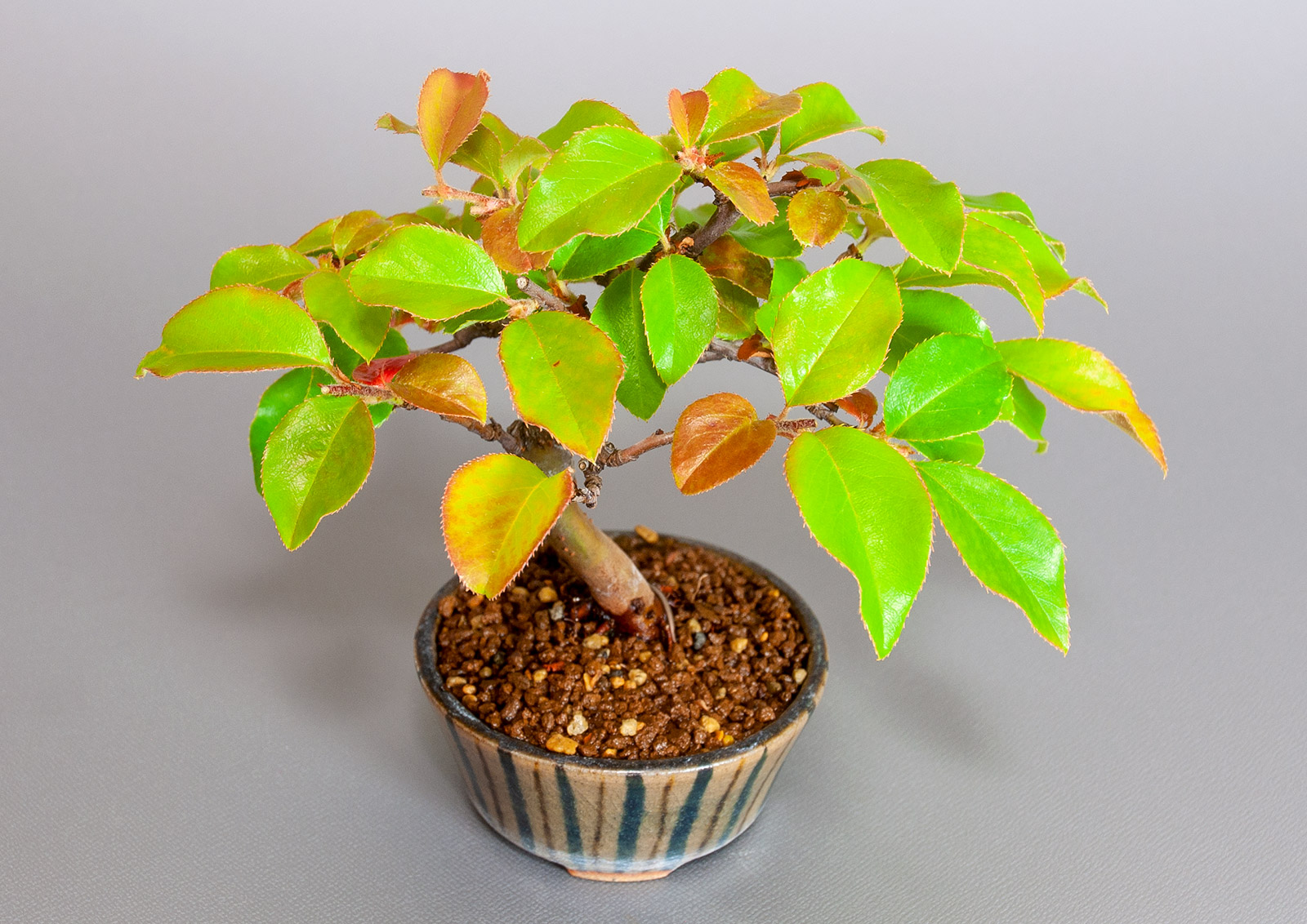 カリン-M2（かりん・花梨）実もの盆栽を上側から見た景色・Chaenomeles sinensis bonsai