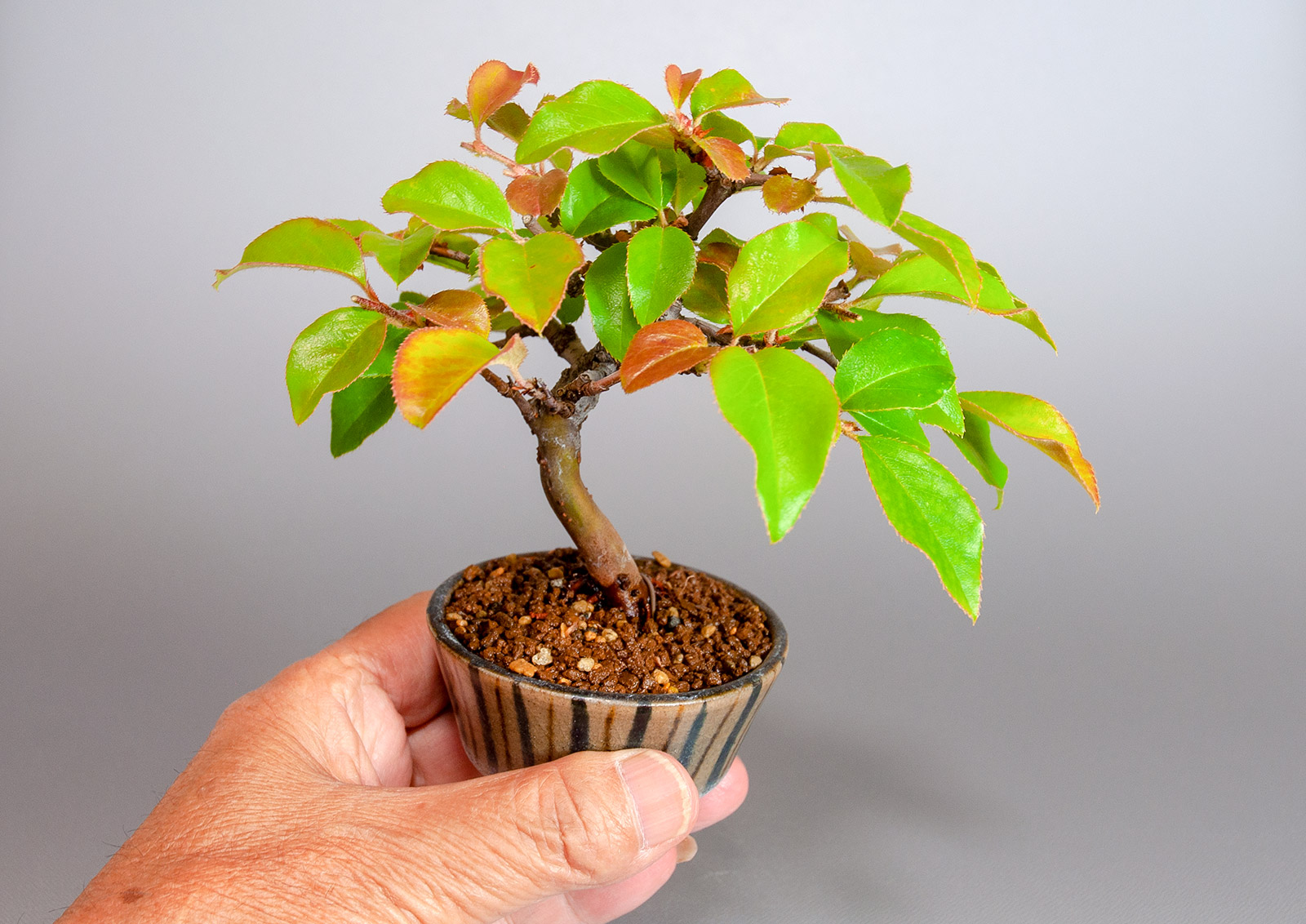 カリン-M2（かりん・花梨）実もの盆栽の手乗りの景色・Chaenomeles sinensis bonsai