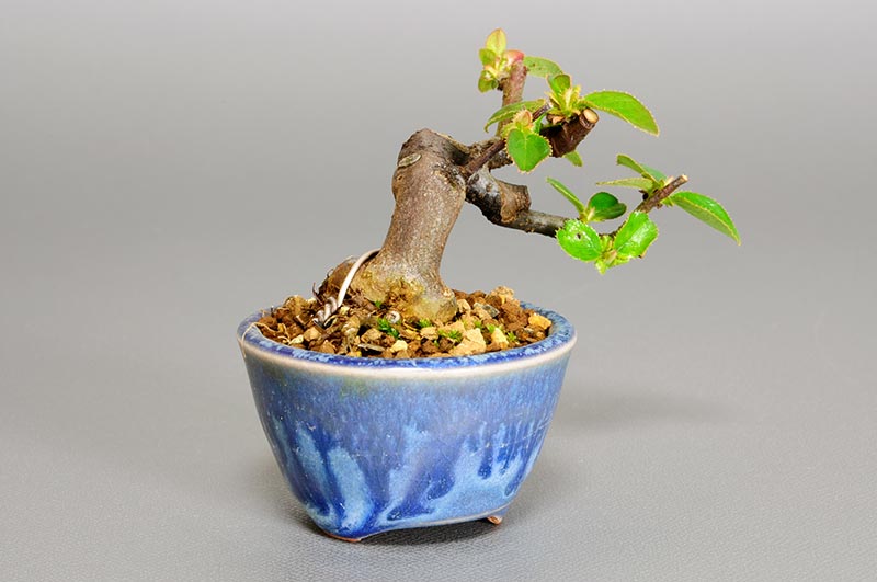 プチ盆栽・カリン-N1-1（かりん・花梨）実もの盆栽を左側から見た景色・Chaenomeles sinensis bonsai