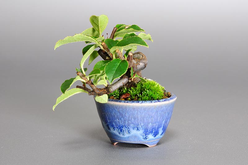 プチ盆栽・カリン-N1-2（かりん・花梨）実もの盆栽を右側から見た景色・Chaenomeles sinensis bonsai