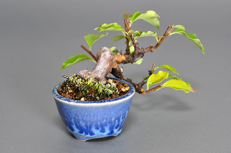 プチ盆栽・カリン-N1（かりん・花梨）実もの盆栽を左側から見た景色・Chaenomeles sinensis bonsai