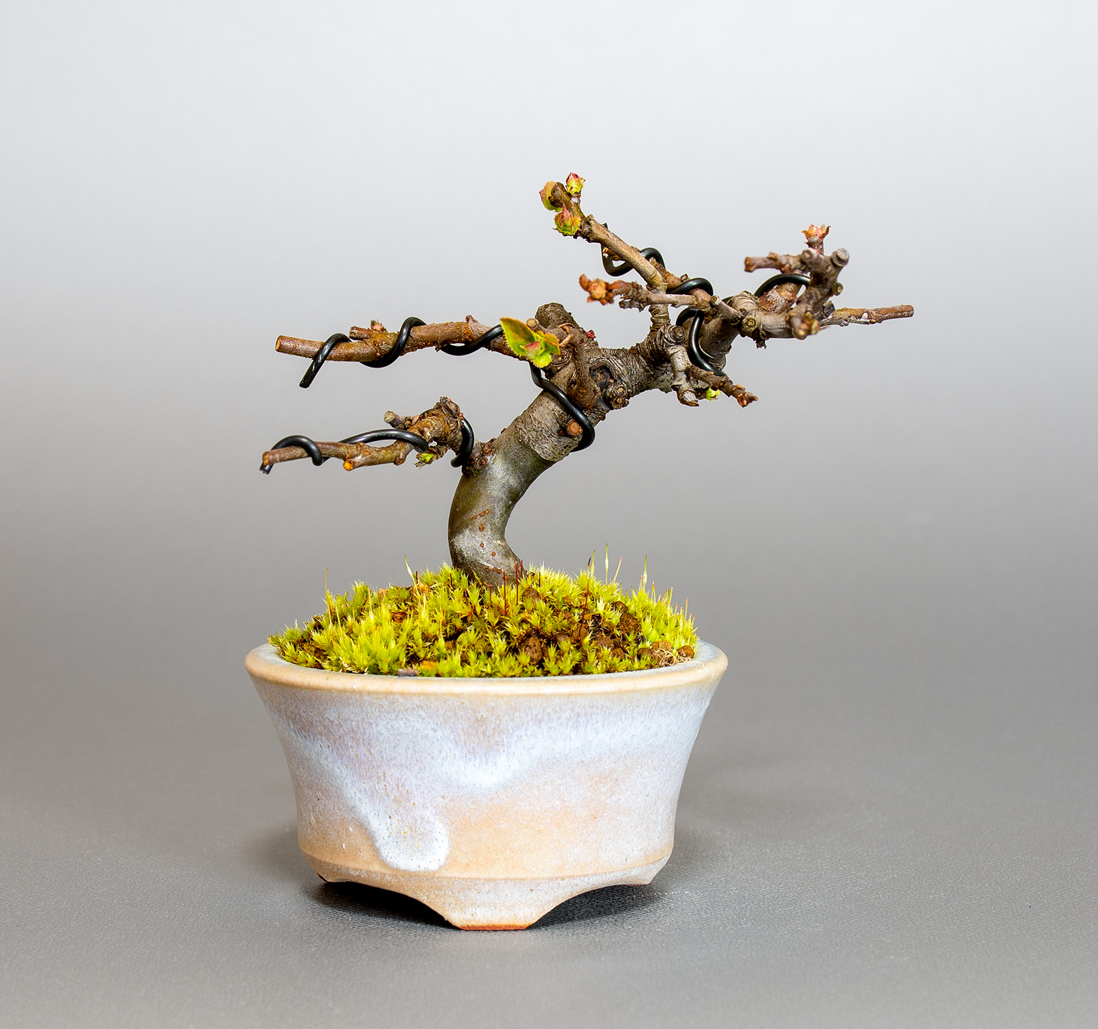 ミニ盆栽・カリン-N2（かりん・花梨）実もの盆栽の販売と育て方・作り方・Chaenomeles sinensis bonsai