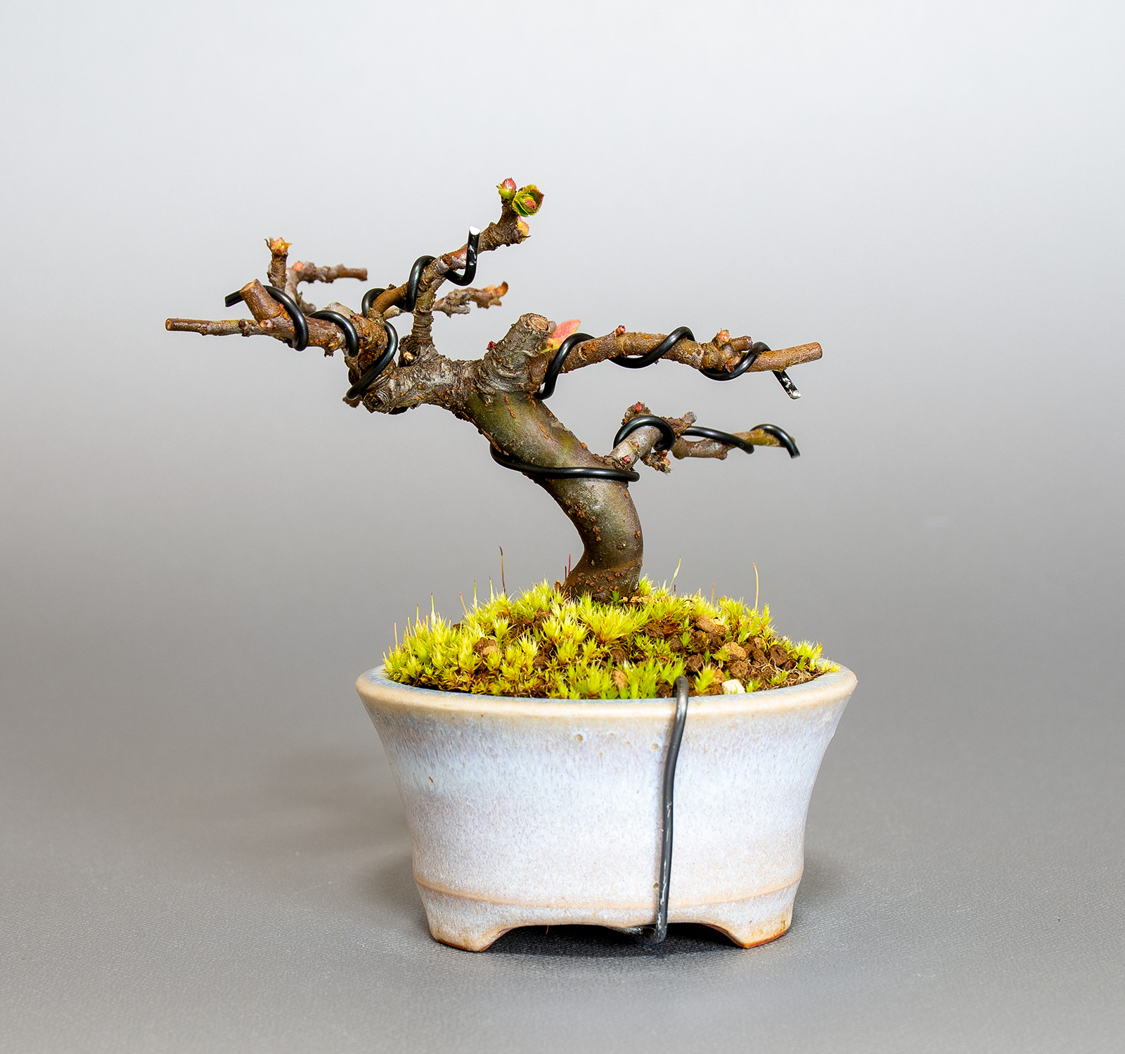 盆栽・カリン-N2（かりん・花梨）実もの盆栽を裏側から見た景色・Chaenomeles sinensis bonsai