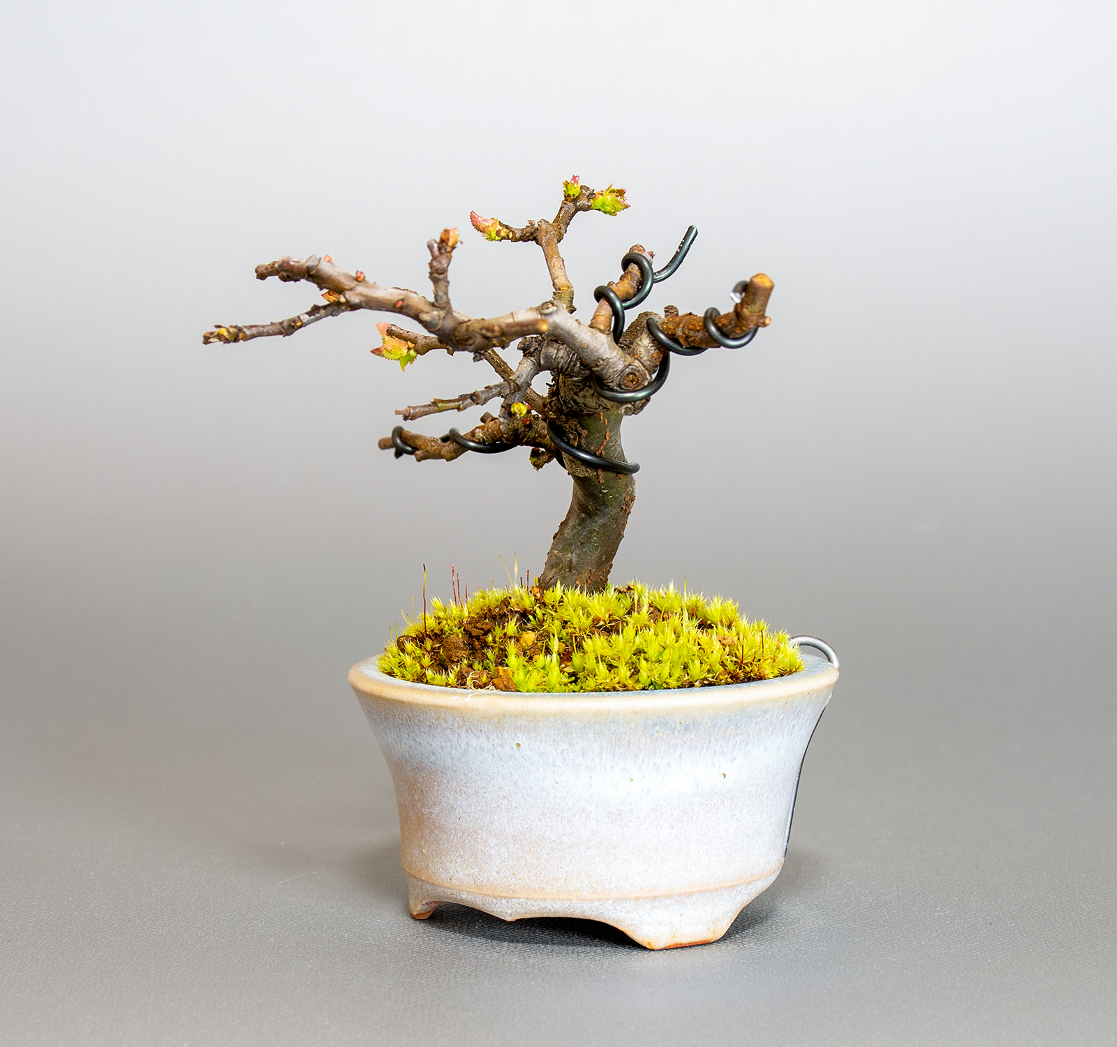 盆栽・カリン-N2（かりん・花梨）実もの盆栽を右側から見た景色・Chaenomeles sinensis bonsai