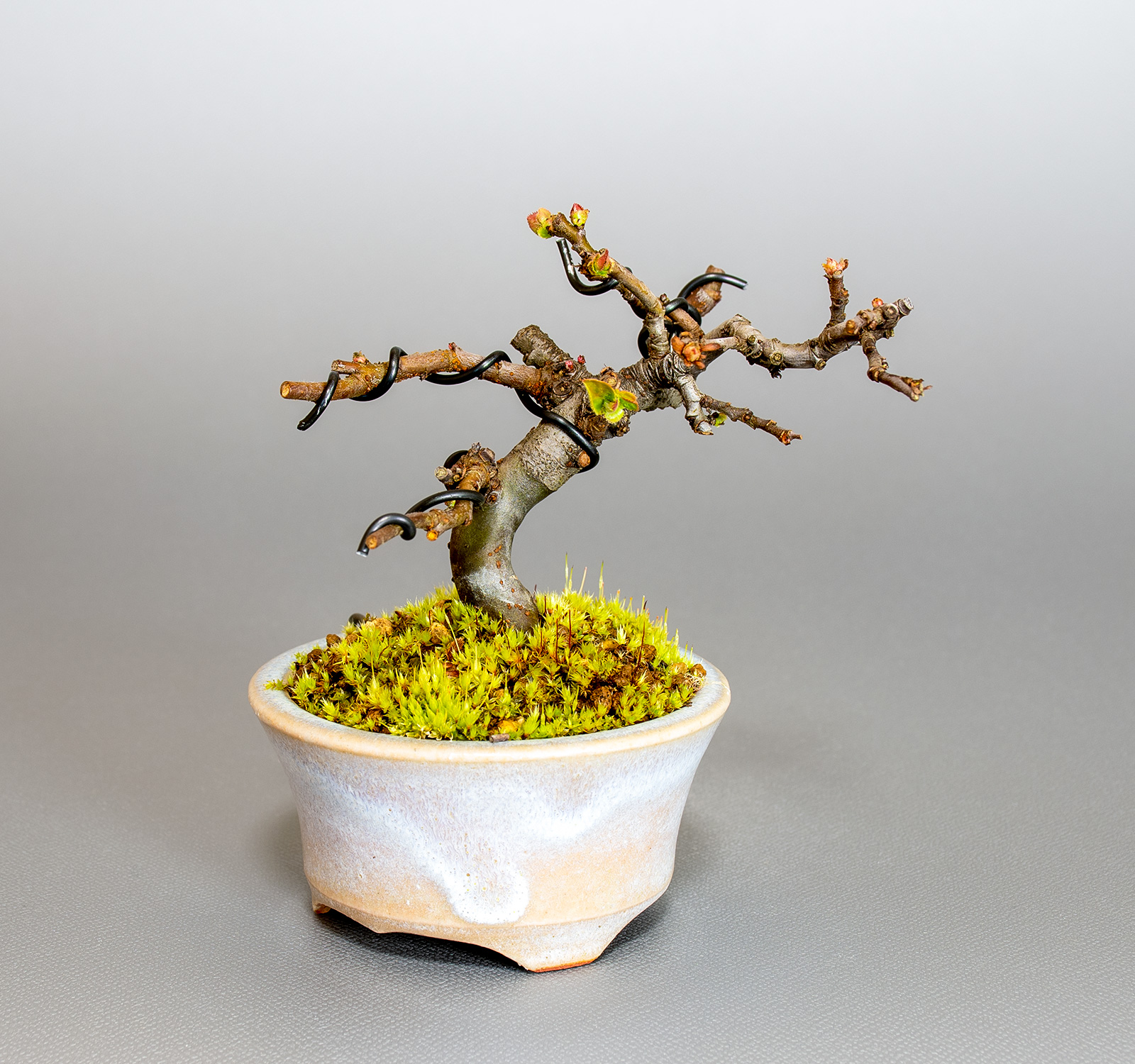 盆栽・カリン-N2（かりん・花梨）実もの盆栽を別側から見た景色・Chaenomeles sinensis bonsai