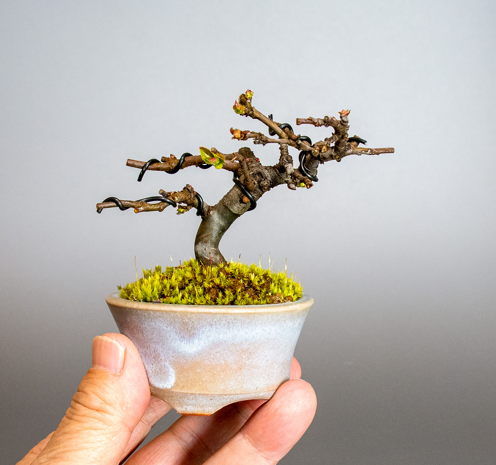 盆栽・カリン-N2（かりん・花梨）実もの盆栽の手乗りの景色・Chaenomeles sinensis bonsai