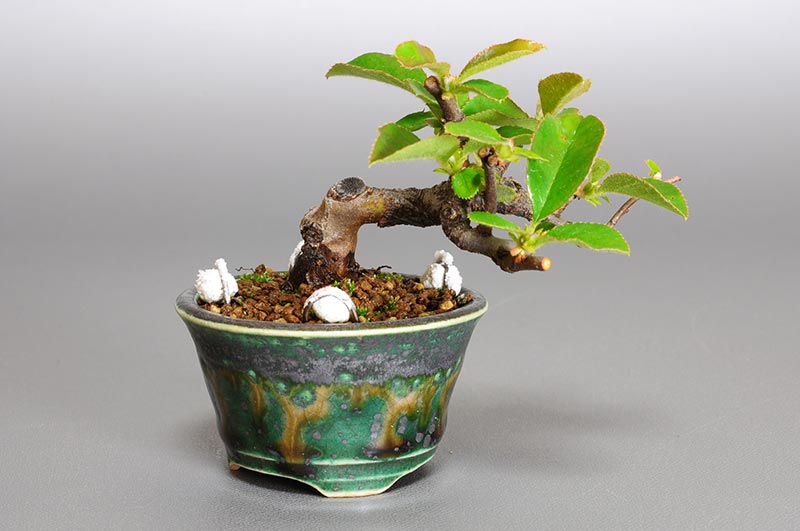 カリン-O1（かりん・花梨）花梨の販売と育て方・作り方・Chaenomeles sinensis bonsai