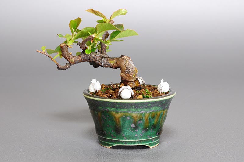 カリン-O1（かりん・花梨）実ものを裏側から見た景色・Chaenomeles sinensis bonsai