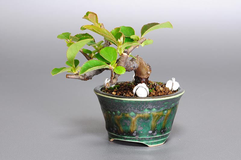 カリン-O1（かりん・花梨）実ものを右側から見た景色・Chaenomeles sinensis bonsai