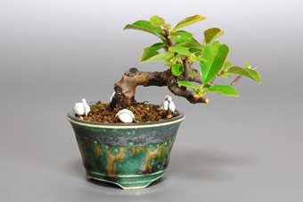 カリン-O1（かりん・花梨）盆栽の樹作りの参考樹形・Chaenomeles sinensis Best bonsai