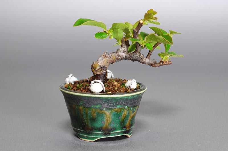 カリン-O1（かりん・花梨）実ものを左側から見た景色・Chaenomeles sinensis bonsai