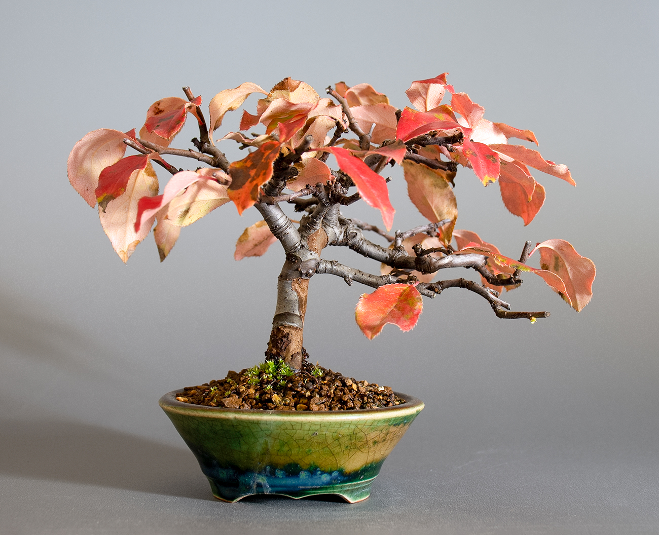カリン-O2（かりん・花梨）実もの盆栽を裏側から見た景色・Chaenomeles sinensis bonsai