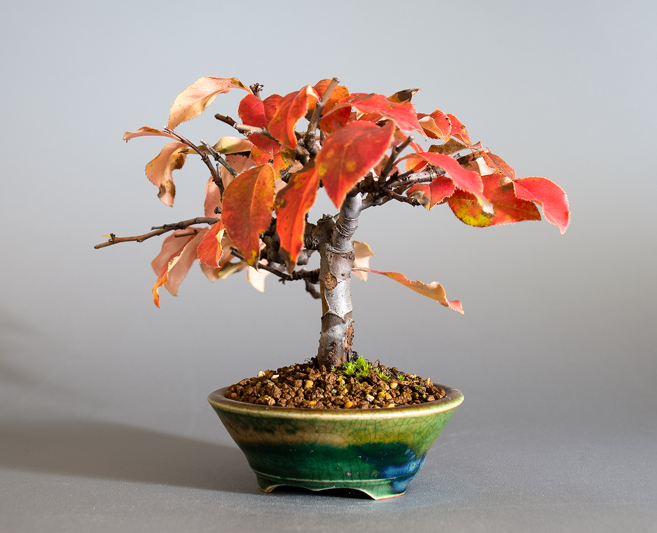 カリン-O2（かりん・花梨）実もの盆栽を右側から見た景色・Chaenomeles sinensis bonsai