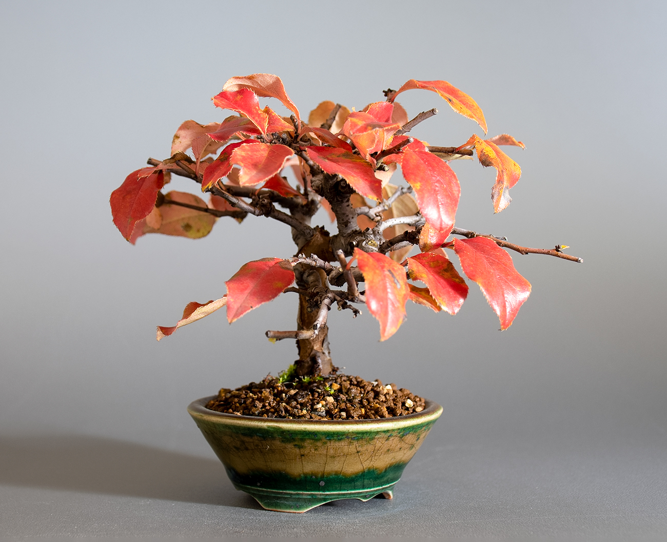 カリン-O2（かりん・花梨）実もの盆栽を左側から見た景色・Chaenomeles sinensis bonsai