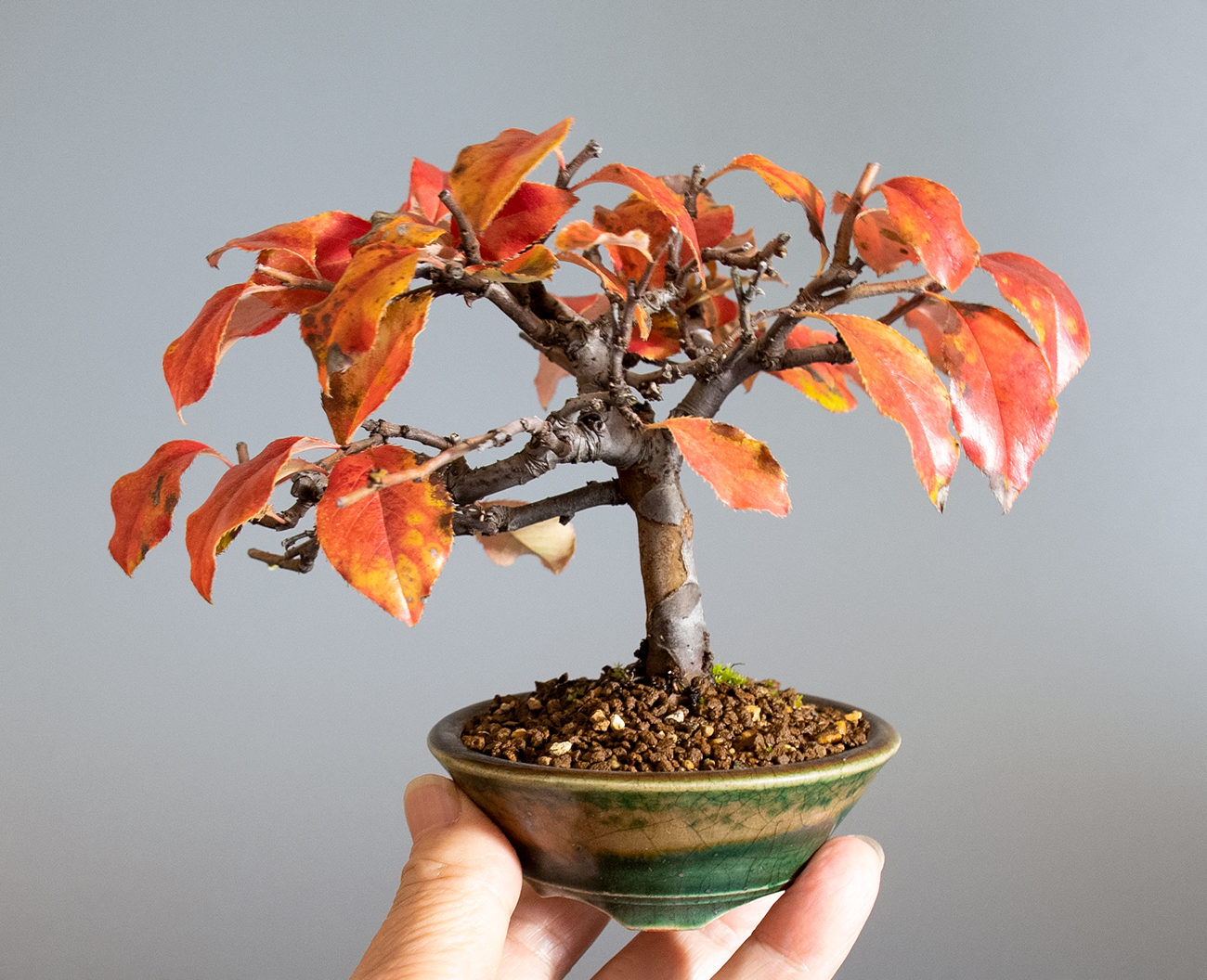 カリン-O2（かりん・花梨）実もの盆栽の手乗りの景色・Chaenomeles sinensis bonsai