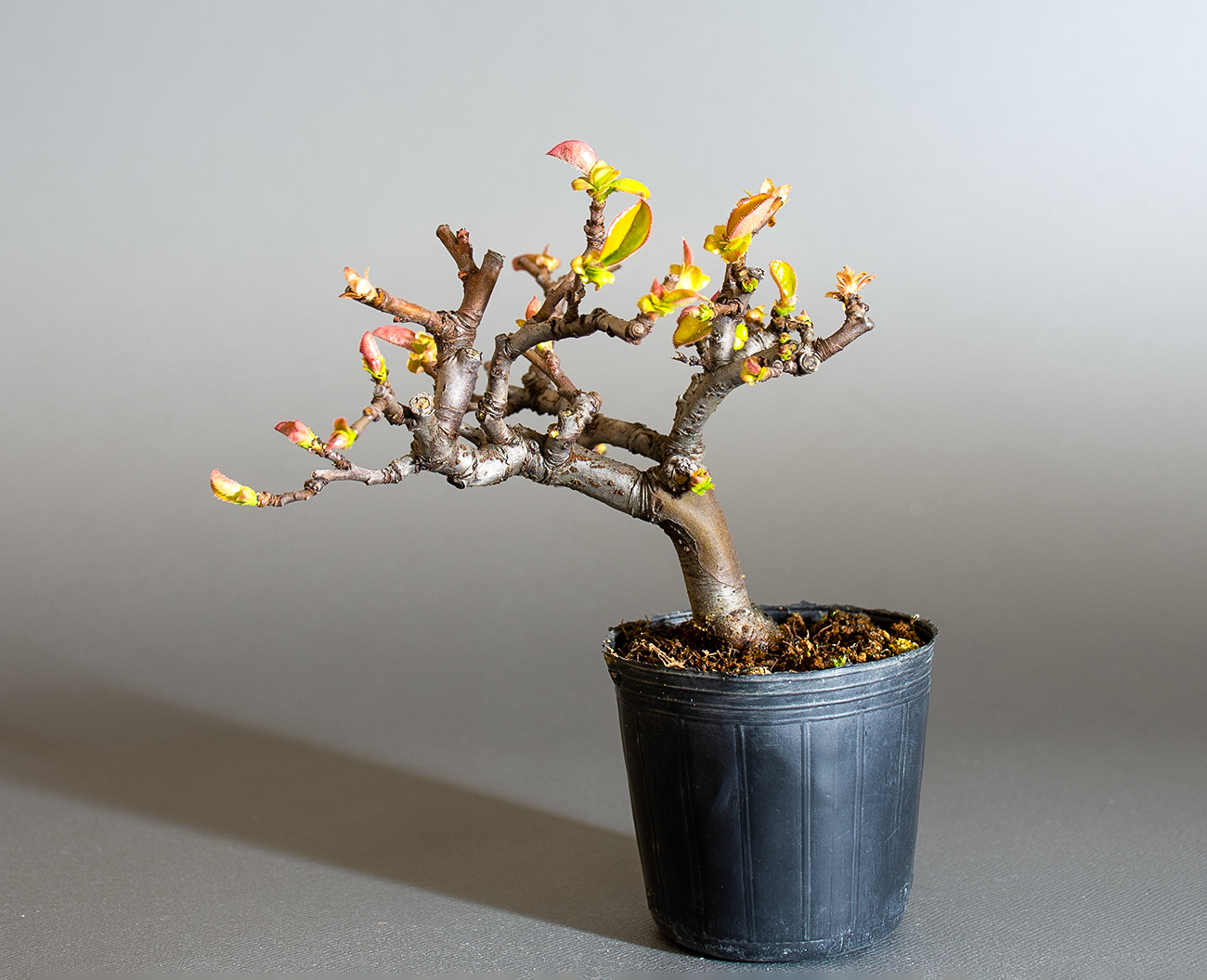 カリン-P2（かりん・花梨）実もの盆栽の販売と育て方・作り方・Chaenomeles sinensis bonsai