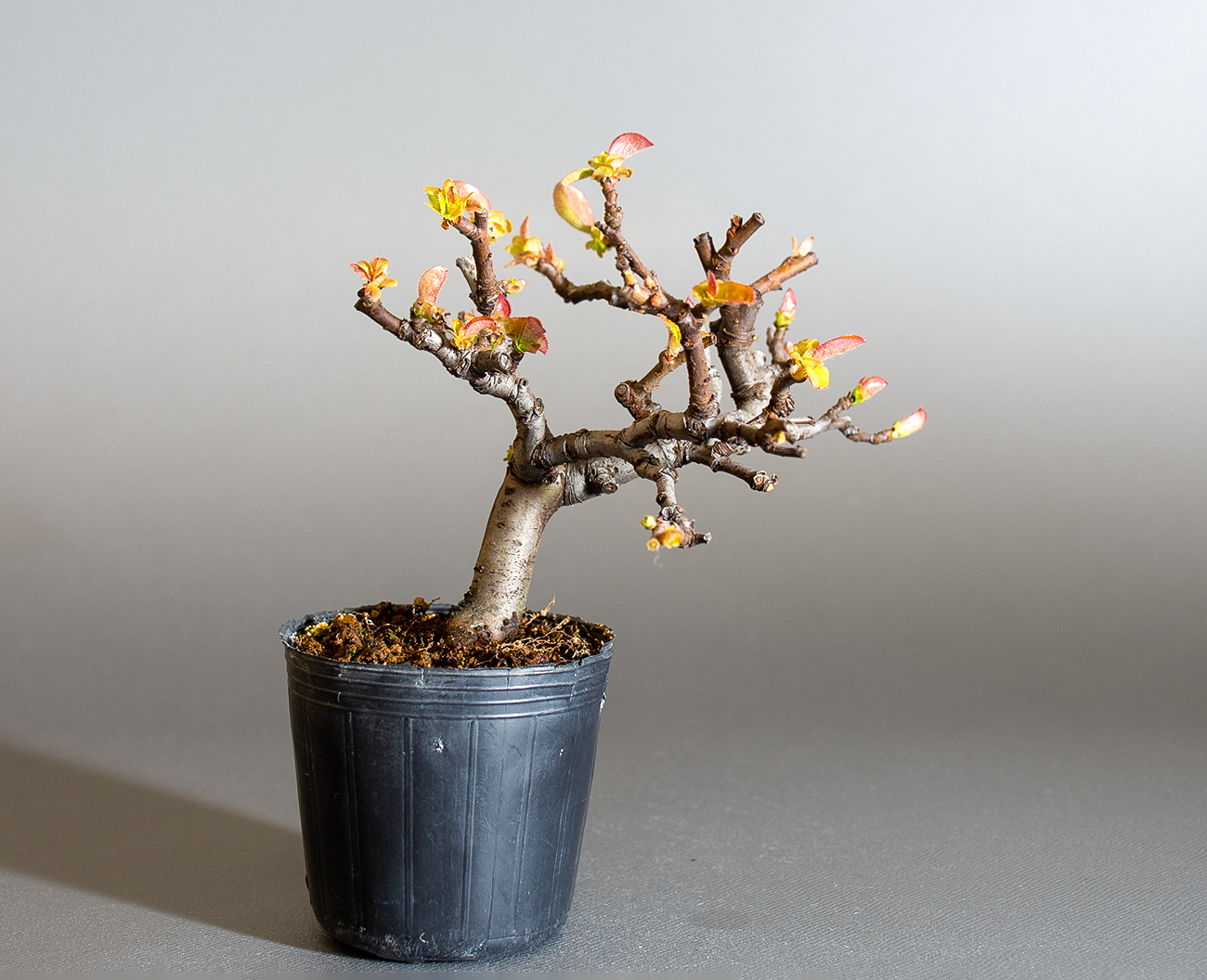 カリン-P2（かりん・花梨）実もの盆栽を裏側から見た景色・Chaenomeles sinensis bonsai